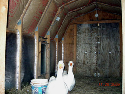 geese 2